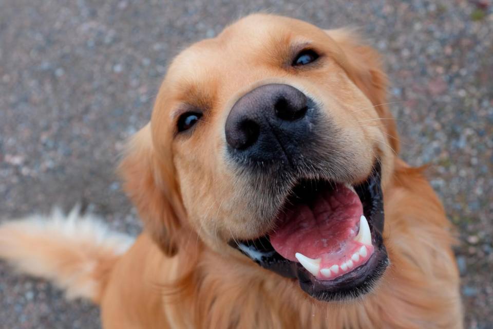 L’attaccamento dei cani verso i proprietari è molto simile a quello dei bambini verso i genitori